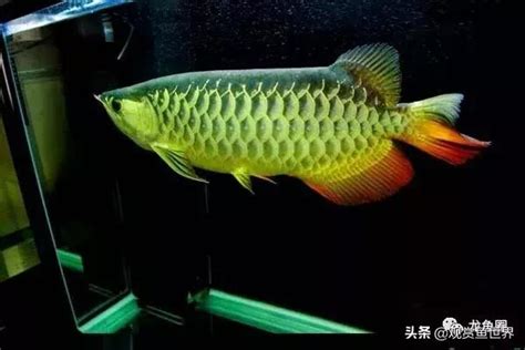 龍魚水溫|2024養龍魚新手指南，飼養龍魚不困難，開缸教學準。